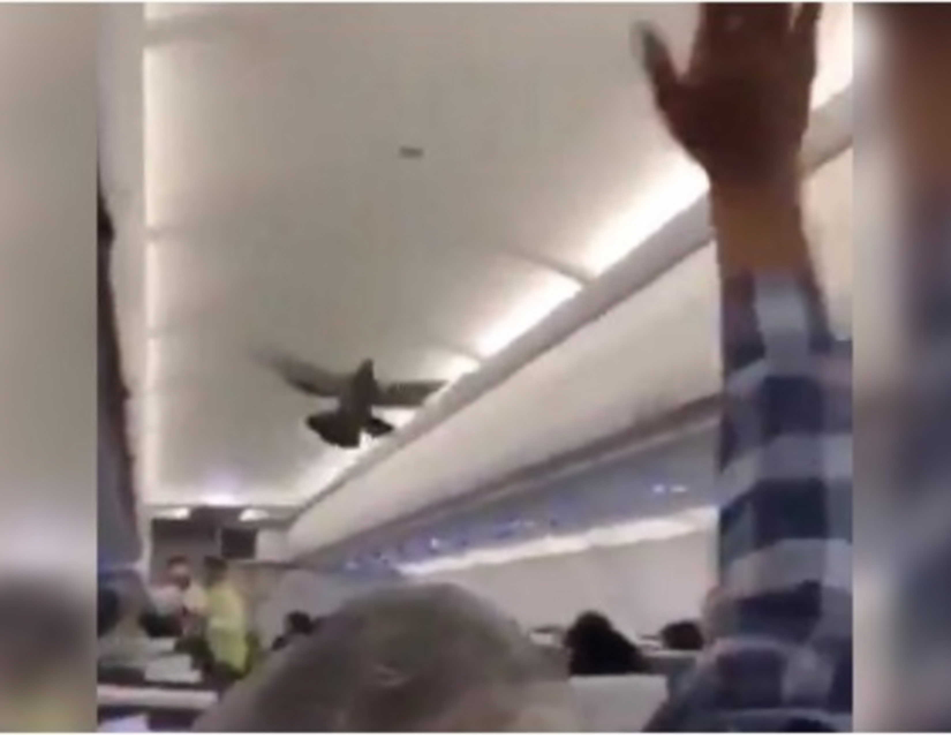 PIGEON ON A PLANE: Bored Pigeons Fly Into A Plane In India For Another Viral Video