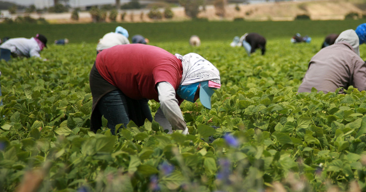BC Brings In Protections For Seasonal Farm Workers During Pandemic